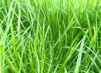 Green grass background. Green grass spring meadow background. Fresh spring lawn. Green herbs on pasture. Blade of grass. Putting green.