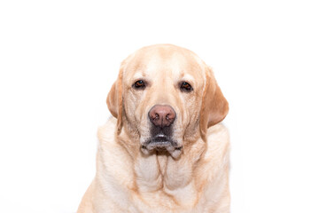 Retrato de un perro labrador sobre fondo blanco