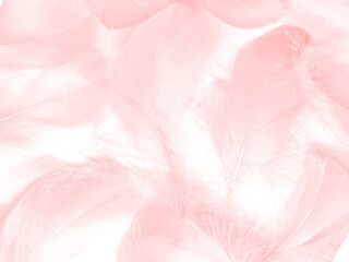 Beautiful abstract light pink feathers on white background,  white feather frame on pink texture pattern and pink background, love theme wallpaper and valentines day, white gradient