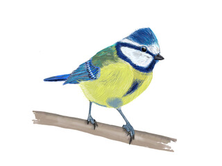 Blaumeise, Blue tit