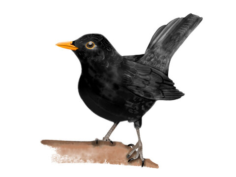 Amsel, blackbird