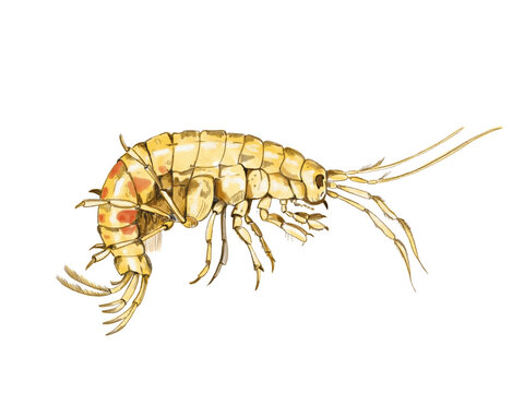Bachflohkrebs,common freshwater shrim