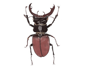 Hirschhornkäfer, beetle