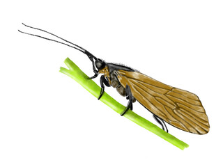 Köcherfliege, caddy 