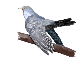 Kuckuck, cockoo