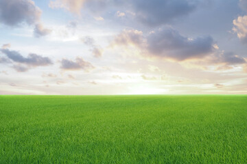 field on a background of the blue sky