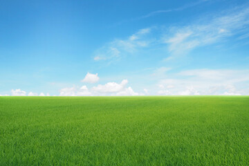 field on a background of the blue sky