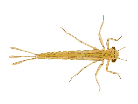 Libellenlarve, dragonfly larva