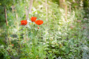 Red poppy flower on the meadow, symbol of Remembrance Day or Poppy Day. Growing raw materials for confectionery.