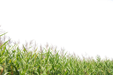 Obraz premium corn plant in the garden is ready to be harvested. Agriculture for the food industry Isolated on white background