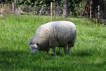 Ein grasendes Schaf auf der Weide
