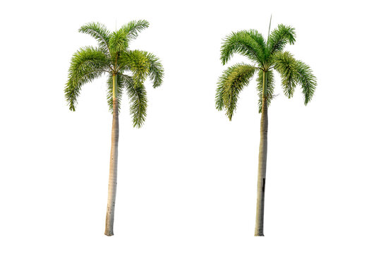 Two palm tree on a white background