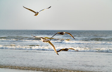 Brown and Speckled Seagulls flying at Daytona Beach Florida.