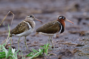 Pair of camouflage bird standing still on wet dirt after heavy rain in darkness, greater...