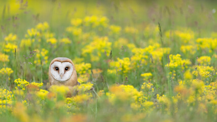 Flowers in the filed with the wonderful Barn owl (Tyto alba)