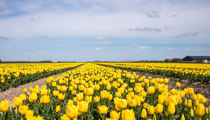 Obraz premium Yellow Tulip rows in the field, with blue sky in the background. 