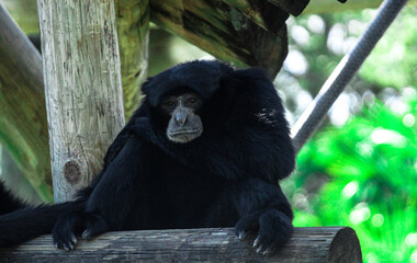 Siamang Ape / Monkey 