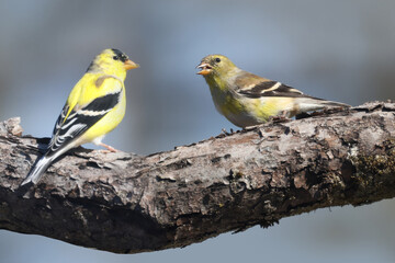 Obraz premium Two Gold finches, male and female on branch on spring day 