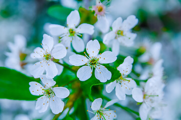 Obraz premium bird cherry blossoms 