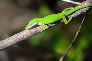 Naklejka na ściany i meble Green Anole Lizard in Florida