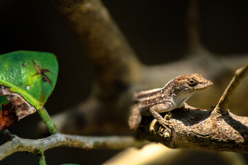 Brown Anole Lizard 