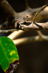 Brown Anole Lizard 