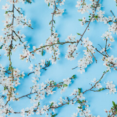 Floral pattern of blooming spring white flowers on pastel blue background. Flat lay, top view.