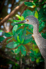 Baby Night Heron 