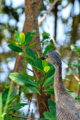 Baby Night Heron 