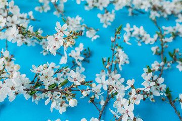 Floral pattern of spring blooming white flowers on blue background. Flat lay. Spring time background.