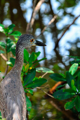 Baby Night Heron 