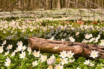 anemones in the woods