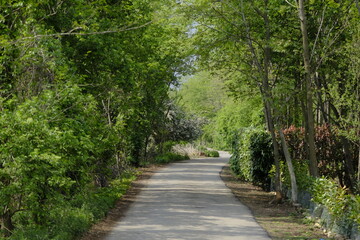 Fototapeta na wymiar Country Road in spring