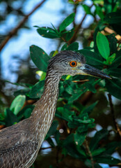 Baby Night Heron 