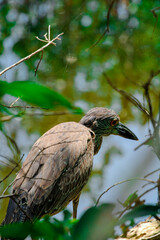 Baby Night Heron 