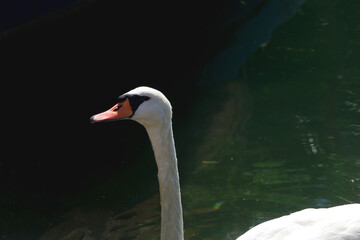 White swans swimming in water. Selective focus.