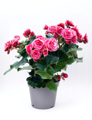 Pink Begonia flowers in a pot isolated on white background