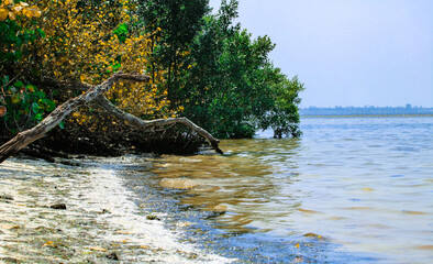 Trees on the Beach