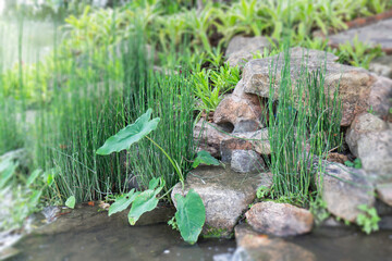 Naklejka na ściany i meble Summer green relaxation of outdoor garden