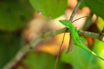 Green Anole Lizard in the Garden 