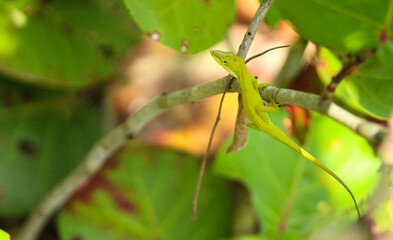 Green Anole Lizard in the Garden 