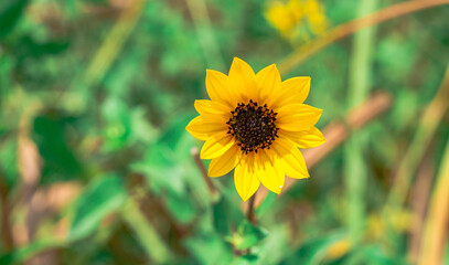 Yellow Daisy Flower 