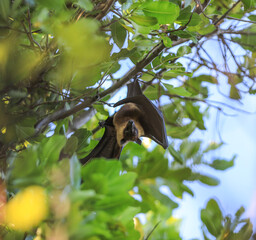 fruit bat,flying fox hanging on a palm tree