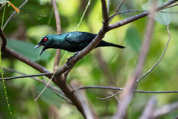 Asian Glossy Starling