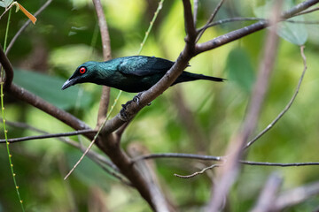 Asian Glossy Starling