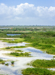 Fototapeta na wymiar Marsh Wetlands Landscape 