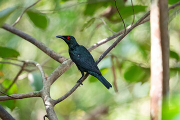 Asian Glossy Starling