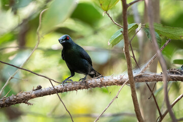 Asian Glossy Starling