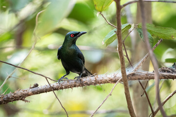 Asian Glossy Starling
