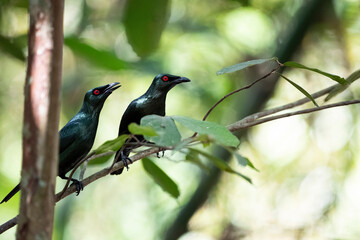 Asian Glossy Starling